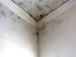 Best Commercial Mold Inspection  in Hypoluxo, FL